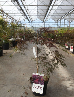 ACER palmatum DISSECTUM INABE SHIDARE En pot de 4-5 litres