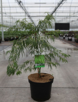 ACER palmatum DISSECTUM En pot de 7-10 litres