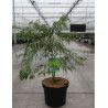 ACER palmatum DISSECTUM En pot de 7-10 litres