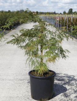ACER palmatum DISSECTUM En pot de 15-20 litres