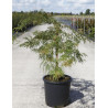 ACER palmatum DISSECTUM En pot de 15-20 litres