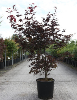 ACER palmatum BLOODGOOD En pot de 15-20 litres