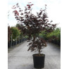 ACER palmatum BLOODGOOD En pot de 15-20 litres