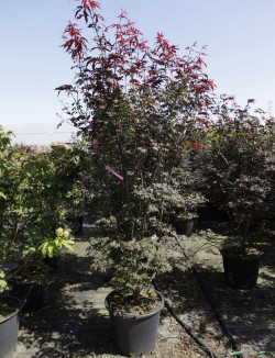ACER palmatum BLOODGOOD En pot de 50-70 litres