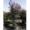 ACER palmatum BLOODGOOD En pot de 50-70 litres
