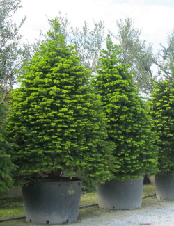 ABIES nordmanniana