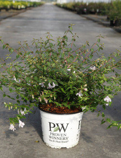 ABELIA PINKY BELLS En pot de 4-5 litres forme buisson