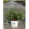 ABELIA PINKY BELLS En pot de 4-5 litres forme buisson
