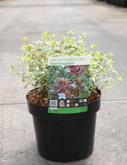 ABELIA SPARKLING SILVER En pot de 3-4 litres