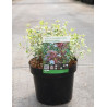ABELIA SPARKLING SILVER En pot de 3-4 litres
