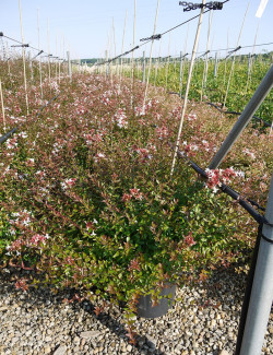 ABELIA grandiflora SHERWOOD En pot de 15-20 litres