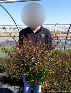 ABELIA grandiflora SHERWOOD En pot de 10-12 litres