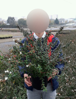 ABELIA grandiflora SHERWOOD En pot de 4-5 litres