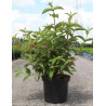 WEIGELA RED PRINCE En pot de 10-12 litres