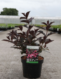 WEIGELA florida ALEXANDRA En pot de 3-4 litres