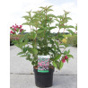 WEIGELA BRISTOL RUBY En pot de 4-5 litres