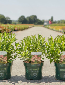 WEIGELA ALL SUMMER PEACH En pot de 3-4 litres