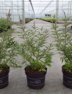 VITEX agnus-castus BLUE PUFFBALL En pot de 4-5 litres