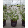 VITEX agnus-castus BLUE PUFFBALL En pot de 4-5 litres