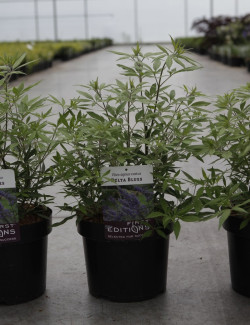 VITEX agnus-castus BLUE DELTA BLUES En pot de 3-4 litres
