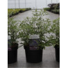 VITEX agnus-castus BLUE DELTA BLUES En pot de 3-4 litres