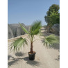 WASHINGTONIA robusta