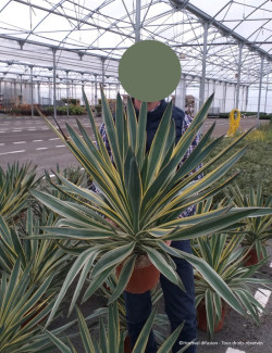 YUCCA gloriosa VARIEGATA En pot de 15-20 litres