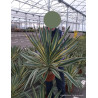 YUCCA gloriosa VARIEGATA En pot de 15-20 litres