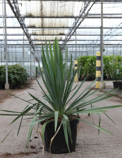 YUCCA filamentosa En pot de 10-12 litres