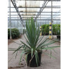 YUCCA filamentosa En pot de 10-12 litres