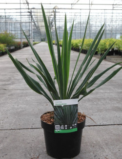 YUCCA filamentosa En pot de 4-5 litres