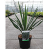 YUCCA filamentosa En pot de 4-5 litres