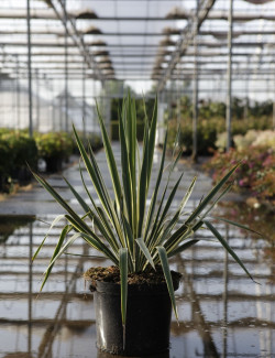 YUCCA filamentosa BRIGHT EDGE En pot de 7-10 litres