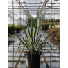 YUCCA filamentosa BRIGHT EDGE En pot de 7-10 litres