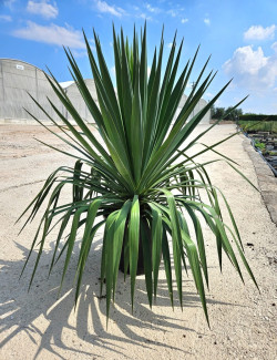 YUCCA gloriosa