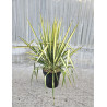 YUCCA filamentosa GOLDEN SWORD En pot de 10-12 litres