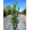 LAURUS nobilis En pot de 15-20 litres