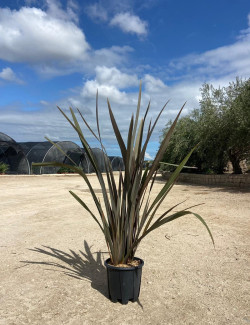 PHORMIUM tenax ATROPURPUREUM En pot de 15-20 litres