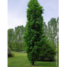 QUERCUS robur f. fastigiata KOSTER