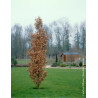 QUERCUS robur f. fastigiata KOSTER