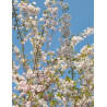 PRUNUS subhirtella AUTUMNALIS