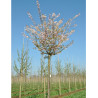 PRUNUS subhirtella AUTUMNALIS