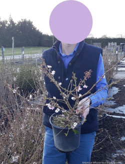 PRUNUS subhirtella AUTUMNALIS En pot de 4-5 litres