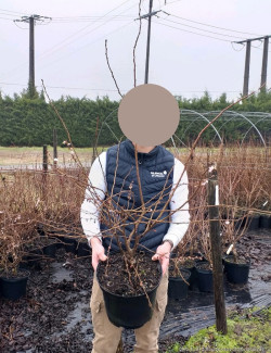 PRUNUS subhirtella AUTUMNALIS En pot de 10-12 litres