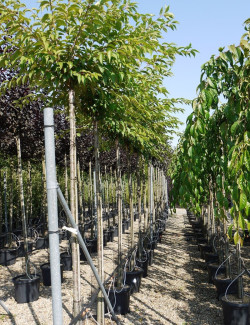 PRUNUS subhirtella AUTUMNALIS En pot de 35-50 litres forme tige hauteur du tronc 180-200 cm