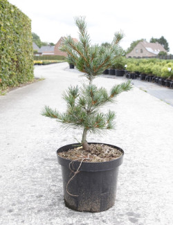 PINUS parviflora NEGISHI En pot de 7-10 litres