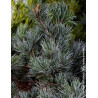 PINUS parviflora NEGISHI