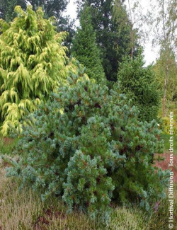 PINUS parviflora NEGISHI
