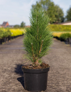 PINUS nigra GREEN TOWER En pot de 7-10 litres