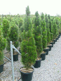 PINUS nigra GREEN TOWER En pot de 50-70 litres